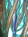 Trumpetfish.jpg