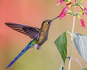 Violet-tailed Sylph (21962559925)