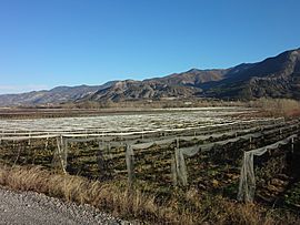 Orchards in Vitrolles