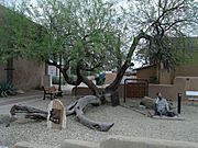 Wickenburg-Jail Tree-1863