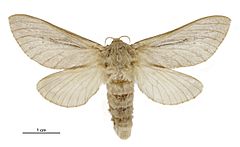 Wiseana umbraculata female.jpg