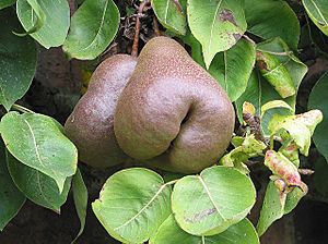 Worcester Black Pears - geograph.org.uk - 541843.jpg