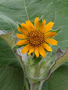 Yacon flower (Smallanthus sonchifolius)