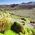 Yareta Peru