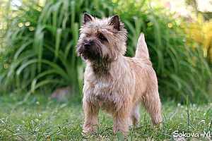 Керн терьер (cairn terrier)