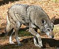 07-03-23RedWolfAlbanyGAChehaw