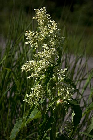 Aconogonon alaskanum (7833495202).jpg