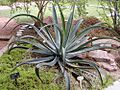 Agave vilmoriniana 2