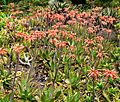 Aloe saponaria 1