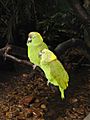 Amazon Parrot