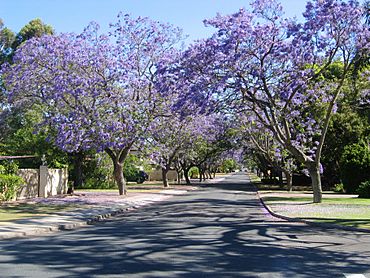 Applecross-jacaranda.jpg