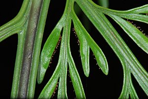 Asplenium bulbiferum Pengo.jpg