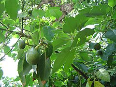 Avocado fruitnfoliage.jpg