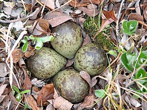 Bécasseau à croupion blanc - oeufs