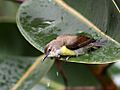 Bathing Purple-rumped Sunbird