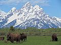 Bison Teton