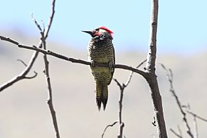 Black-necked Woodpecker (Colaptes atricollis).jpg