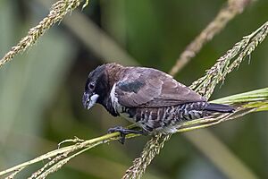 Bronze mannikin (Spermestes cucullata cucullata).jpg