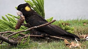 Calyptorhynchus funereus -Australia -female-8