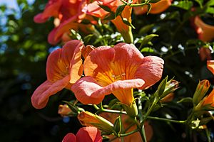 Campsis grandiflora 1