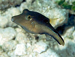 Canthigaster rostrata.jpg