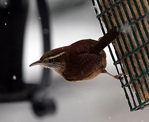 Carolina Wren (4249754138)