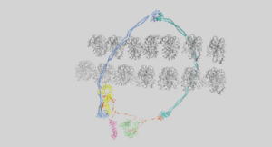 Cohesin Holocomplex