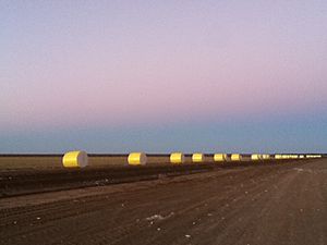 Cotton bales sunrise WARREN