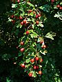 Crataegus monogyna 004