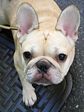 Cream French Bulldog