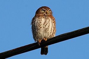 Cuban pygmy-owl (Glaucidium siju siju).JPG