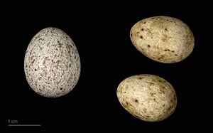 Cuculus canorus bangsi MHNT.ZOO.2010.11.150.31