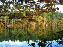 Dead Lake, Delamere - geograph.org.uk - 64934