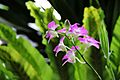 Dendrobium 03- (1) 1200