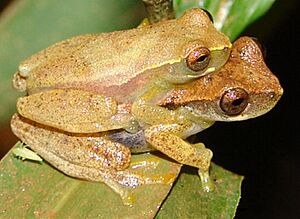 Dendropsophus branneri01