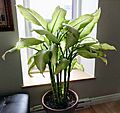 Dieffenbachia houseplant