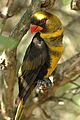 Dusky Lory (Pseudeos fuscata) -on branch at Buffalo Zoo