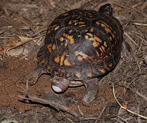 Eastern Box Turtle 8667