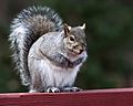 Eastern Gray Squirrel in Farmington, Connecticut 1, November 29, 2008