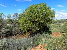 Eremophila oldfieldii (habit)