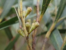 Eucalyptus approximans buds 2