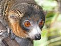 Eulemur mongoz (male - face)