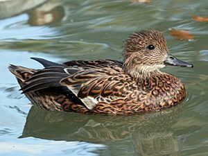 Falcated Duck (Anas falcata) RWD3.jpg