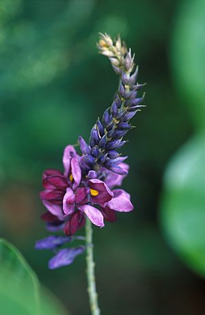 Flowering kudzu