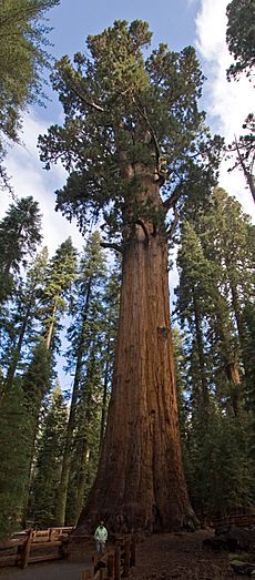 General Sherman 1469870071