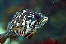 Gopher rockfish.jpg