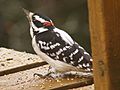 Hairy woodpecker