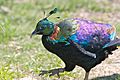 Himalayan Monal Pheasant 6