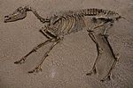 Hipparion sp 87348.jpg