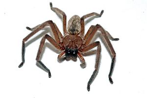 Huntsman-Spider-Delena-cancerides.jpg